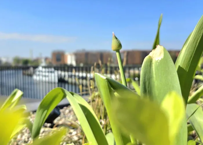 Marina Riverside Nadmotlawie By Triapart